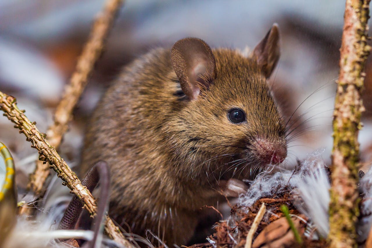 Detailed photograph capturing a field mouse amidst twigs and leaves, showcasing its habitat.
