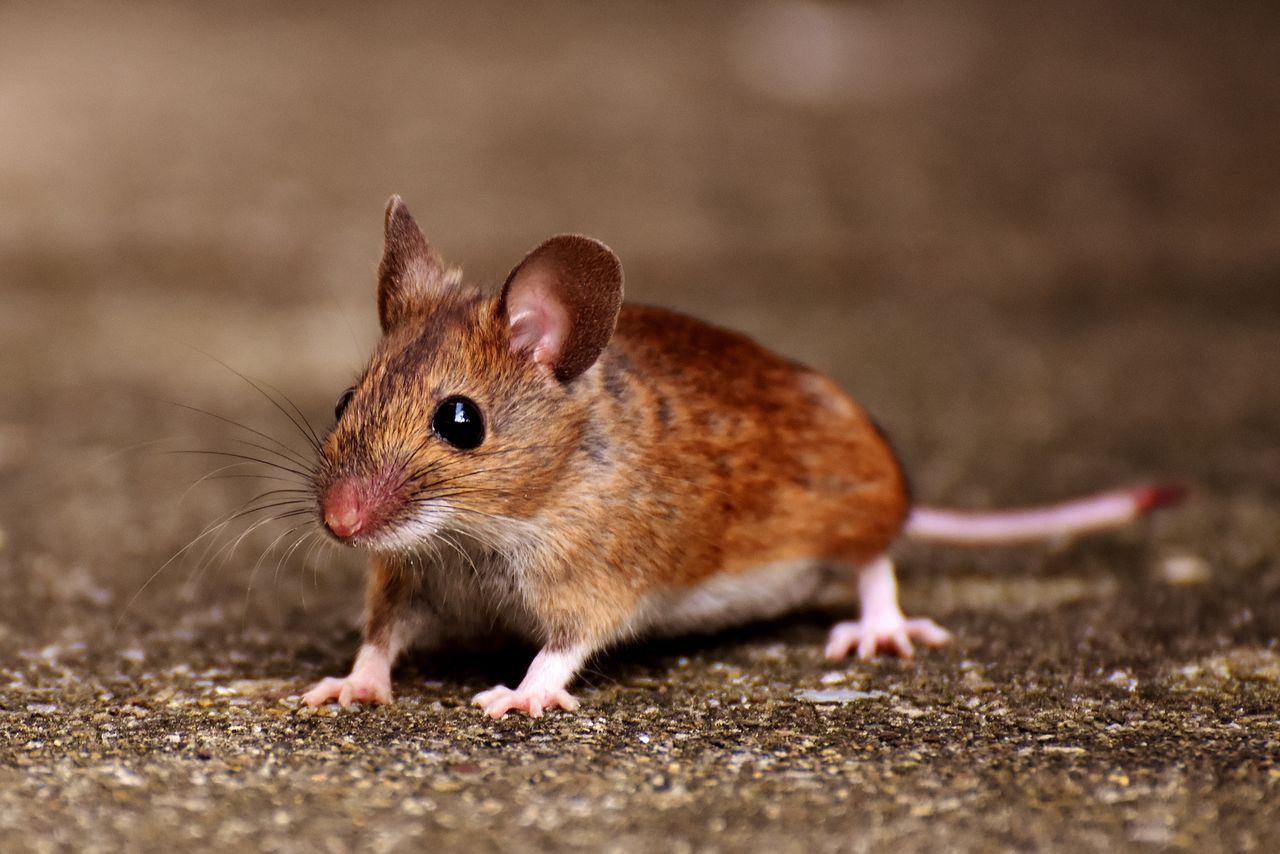 Detailed close-up of a common house mouse with whiskers and a blur background.